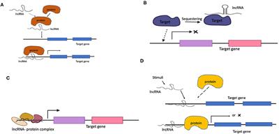 Long Non-coding RNAs: Mechanisms, Experimental, and Computational Approaches in Identification, Characterization, and Their Biomarker Potential in Cancer